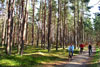 Darßer Wald 