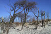Weststrandwald